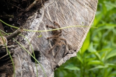 A21