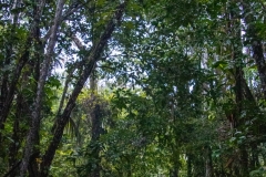 A3