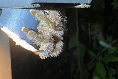 IMG_5206