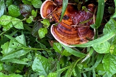 IMG_5347