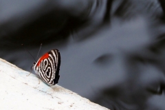 P1230154