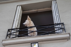 A Dog At Window