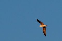 Bird spotting at Puerto Natales