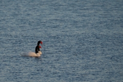 Bird spotting at Puerto Natales 3