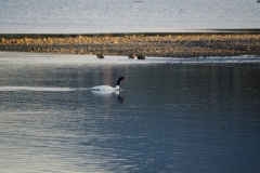 Bird spotting at Puerto Natales 5