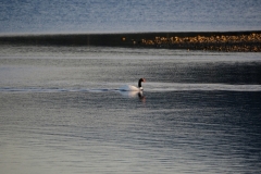 Bird spotting at Puerto Natales 4