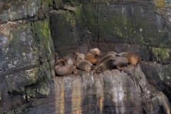 Seals 3