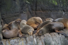 Seals 4