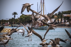 t3_birds
