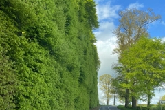 BIMG_0570