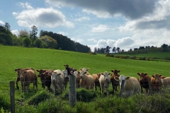 BIMG_0608